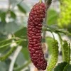 Moruša (Morus macroura) PAKISTAN RED