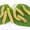 Maulbeere (Morus macroura) PAKISTAN WEISS