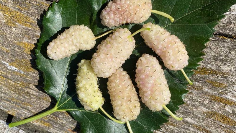 Bioaktívne zložky v plodoch moruše a ich možné farmakologické využitie Bioaktívne zložky v plodoch moruše a ich možné farmakologické využitie