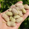Moruša biela (Morus alba) SHANDONG