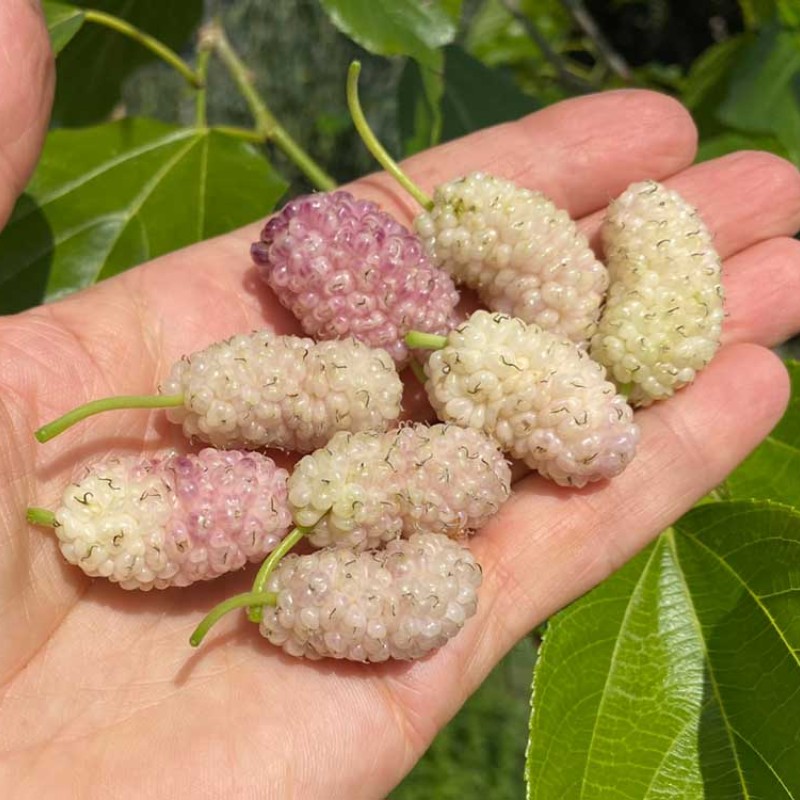 Moruša biela (Morus alba) SHANDONG