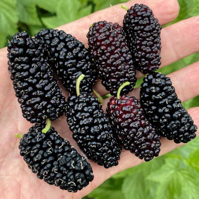 Moruša (Morus nigra) SHELLY