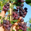 Muchovník jelšolistý (Amelanchier alnifolia) MARTIN