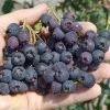 Saskatoon Berry (Amelanchier alnifolia) MARTIN