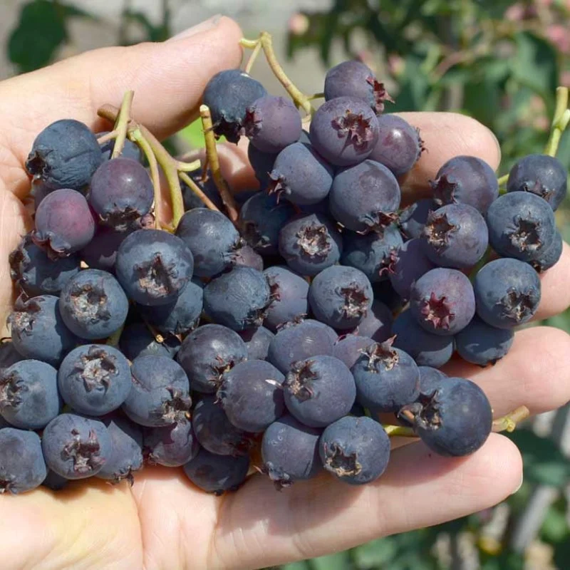 Saskatoon Berry (Amelanchier alnifolia) MARTIN
