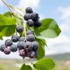 Felsenbirne (Amelanchier alnifolia) NORTHLINE