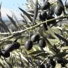 Olive tree (Olea europaea) AGLANDAU
