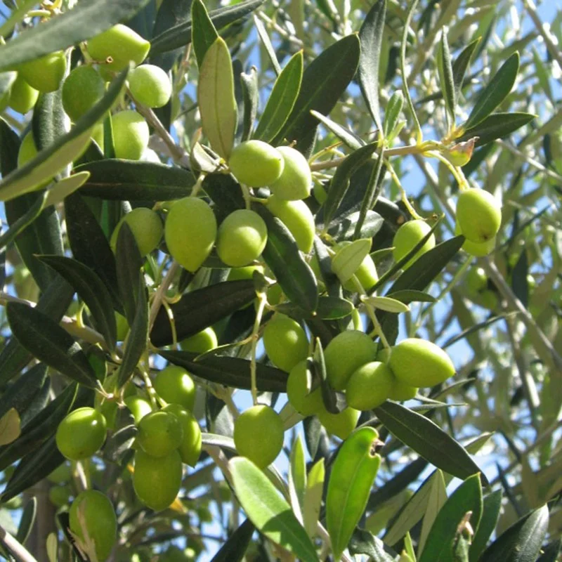 Olive tree (Olea europaea) AGLANDAU
