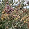 Olivenbaum (Olea europaea) ARBEQUINA