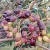 Olivenbaum (Olea europaea) ARBEQUINA