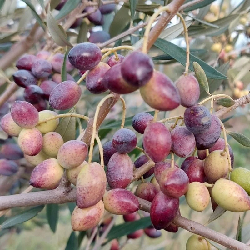 Olivenbaum (Olea europaea) ARBEQUINA