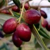 Olivenbaum (Olea europaea) ARBEQUINA