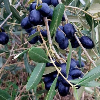 Olive tree (Olea europaea) GALATSANIKI