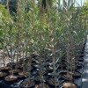 Oliva (Olea europaea) AGLANDAU