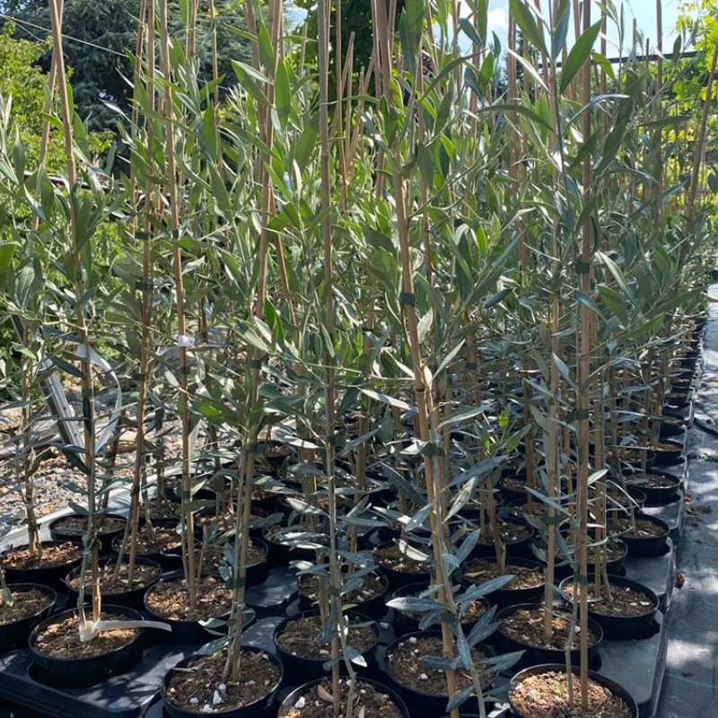 Olivenbaum (Olea europaea) ARBEQUINA