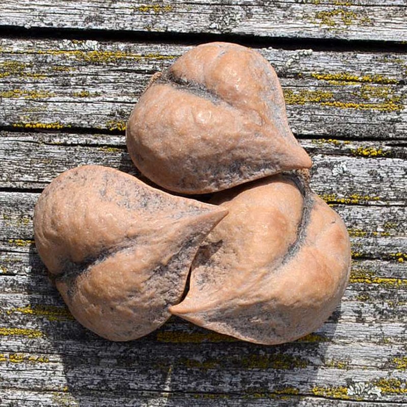 Orech srdcový (Juglans ailanthifolia var. cordiformis) IMSHU