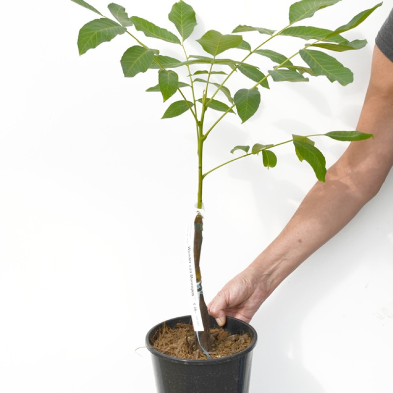 Walnut Tree (Juglans regia) DWARF KARLIK 5