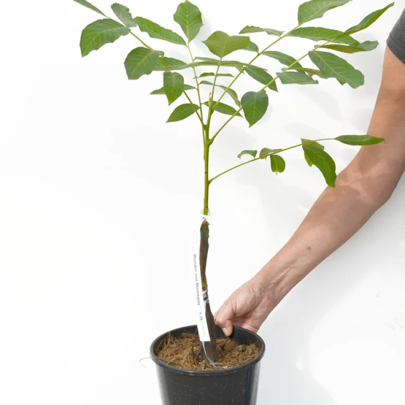 Orech (Juglans regia) MINI MULTIFLORA Nr. 14
