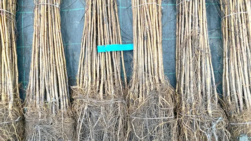 Aktuelle Unterlagen für Obstbäume Aktuelle Unterlagen für Obstbäume