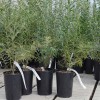 Sanddorn männlich (Hippophae rhamnoides) BESTÄUBER