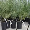 Rakytník rešetliakový (Hippophae rhamnoides) OPEĽOVAČ