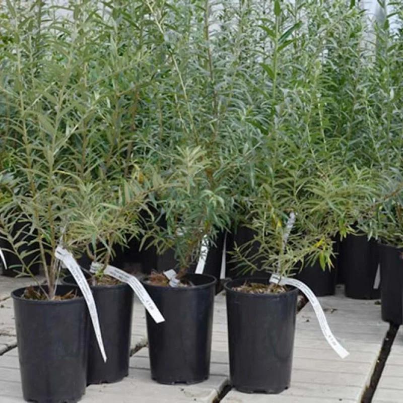 Rakytník rešetliakový (Hippophae rhamnoides) OPEĽOVAČ