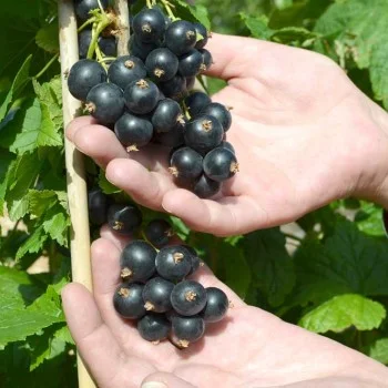 Schwarze Johannisbeere Stamm (Ribes nigrum) TSCHERNY BUMER® 