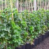 Ríbezľa červená krík (Ribes rubrum) DUŠEČKA®