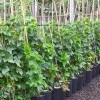 Ríbezľa červená krík (Ribes rubrum) DUŠEČKA®