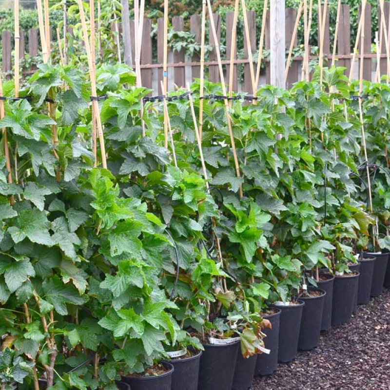 Ríbezľa čierna (Ribes nigrum) BEN CONNAN®