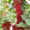 Ríbezľa červená krík (Ribes rubrum) DUŠEČKA®