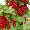 Ríbezľa červená krík (Ribes rubrum) DUŠEČKA®