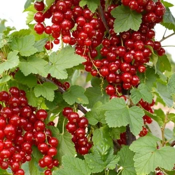 Rote Johannisbeere Stamm (Ribes rubrum) DUSCHETSCHKA® 