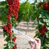 Ríbezľa červená krík (Ribes rubrum) DUŠEČKA®