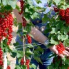 Ríbezľa červená krík (Ribes rubrum) DUŠEČKA®