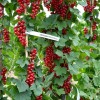 Ríbezľa červená krík (Ribes rubrum) DUŠEČKA®
