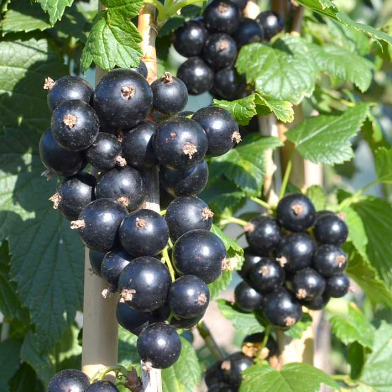Ríbezľa čierna krík (Ribes nigrum) JUBILEJNAJA KOPANIJA