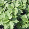 Ríbezľa čierna krík (Ribes nigrum) JUBILEJNAJA KOPANIJA