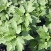 Black Currant shrub (Ribes nigrum) JUBILEJNAJA KOPANIJA