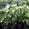Ríbezľa čierna krík (Ribes nigrum) JUBILEJNAJA KOPANIJA