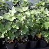 Black Currant shrub (Ribes nigrum) JUBILEJNAJA KOPANIJA