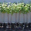 Ríbezľa červená stromček (Ribes rubrum) JONKHEER VAN TETS