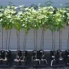 Black Currant trunk (Ribes nigrum) CHERNY BUMER®