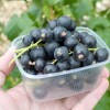 Black Currant (Ribes nigrum) SELECHANSKAYA 2