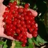 Ríbezľa červená krík (Ribes rubrum) ST. MICHAELS®