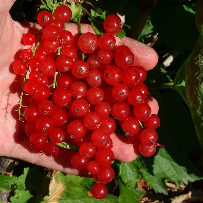Ríbezľa červená krík (Ribes rubrum) ST. MICHAELS®