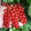 Ríbezľa červená krík (Ribes rubrum) ST. MICHAELS®