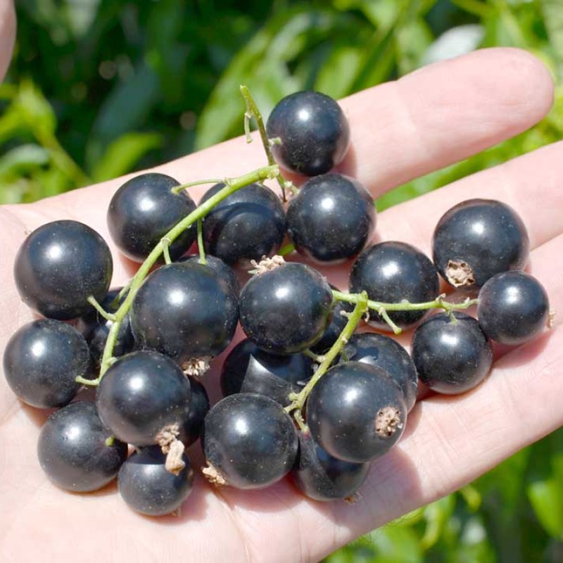 Ríbezľa čierna stromček (Ribes nigrum) TITANIA