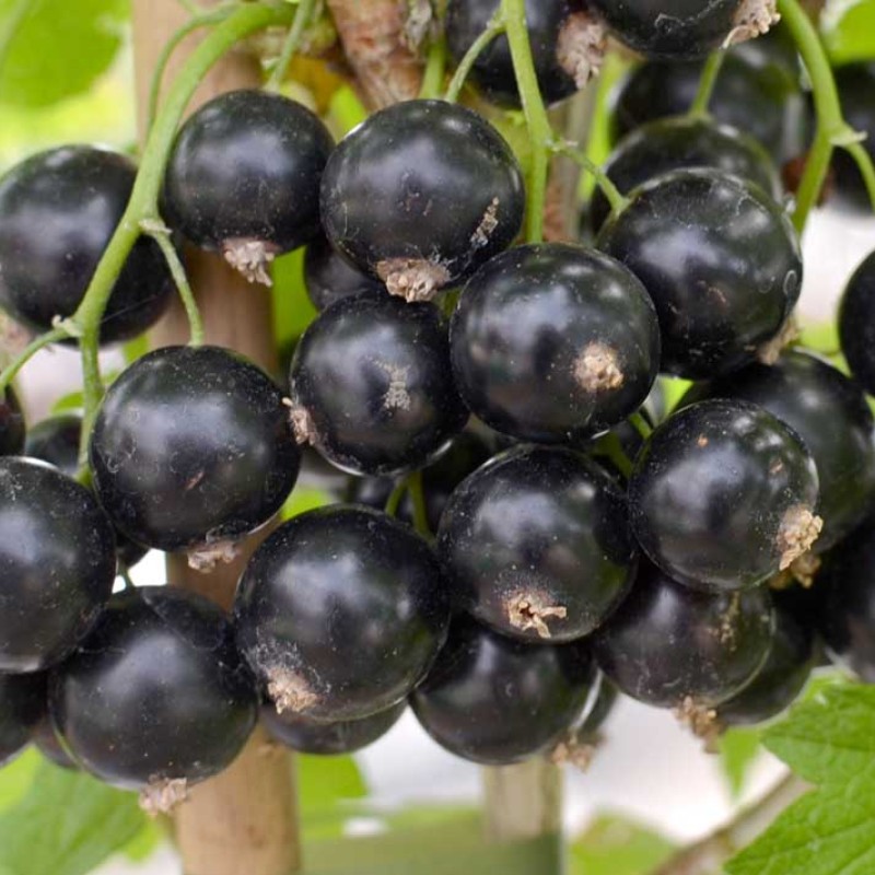 Ríbezľa čierna (Ribes nigrum) TRITON