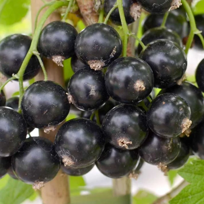 Schwarze Johannisbeere (Ribes nigrum) TRITON